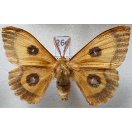 Aglia tau (Linnaeus, 1758) male form Lotnica zyska Poland26e